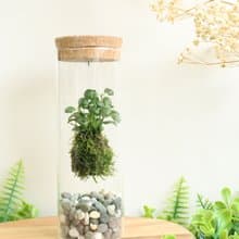 【盆栽】飄浮島 - 室內盆栽/蘚苔球/交換禮物/生日禮物