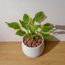 玉簪花白如意點水泥盆栽 開幕盆栽推薦 桌上盆栽