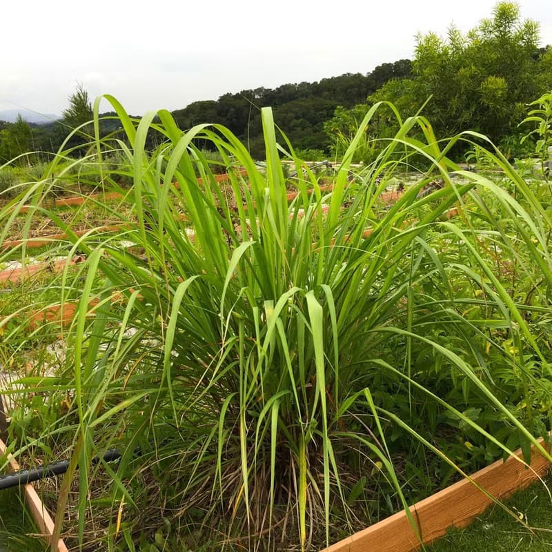 土肉桂花茶包-農園4種純淨香草-土肉桂+檸檬香茅+芳香萬壽菊+甜菊