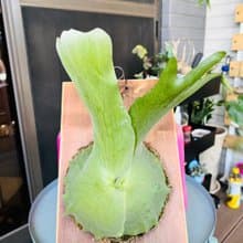 何其美鹿角蕨上板  森林系壁植 畢業  新居落成 開幕誌慶禮