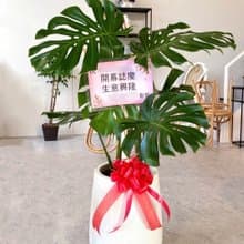 【限新竹地區】【送禮盆栽】龜背芋(XL) | 白水磨石高甕盆