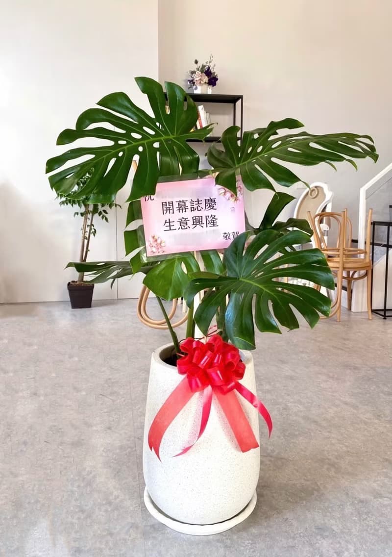 【限新竹地區】【送禮盆栽】龜背芋(XL) | 白水磨石高甕盆