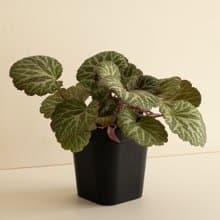 |限量| 虎耳草