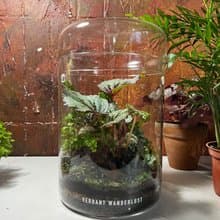 【生態缸－綠穹蒼】微景觀 室內植栽 禮物 辦公室擺設