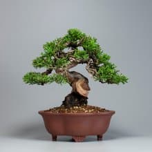 【日本植物】系魚川真柏 精品盆栽 送禮推薦