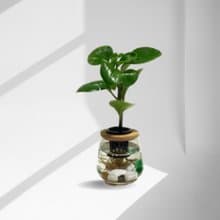 蕨美植栽 室內辦公室水耕植栽 圓葉椒草(發財樹) x 弧形玻璃瓶