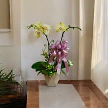 哇沙米蝴蝶蘭 質感送禮開幕新居風水擺設