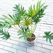 大盆奧利多 l 植栽 盆栽 室內植物 辦公室盆栽 居家生活 水泥盆栽