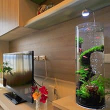 【免運】積木印象活水草生態紓壓魚缸【莫斯沉木高雅流木】