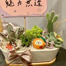 大吉大利 橘子貓 台中 多肉組盆 多肉植物 日本decole 開幕慶祝