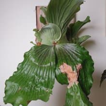 象耳鹿角蕨/鹿角蕨