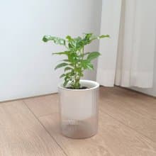 進財樹盆栽 自動吸水設計 招財風水首選