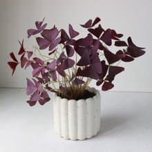 植栽 盆栽 l 紫色酢醬草  手指餅乾水泥盆 (中盆)  蝴蝶翅膀葉片