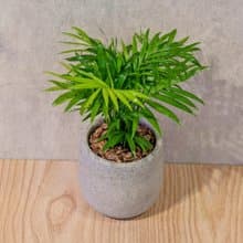 袖珍椰子 桌上型水泥盆栽 觀葉植物 禮物 盆栽 交換禮物