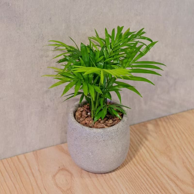 袖珍椰子 桌上型水泥盆栽 觀葉植物 禮物 盆栽 交換禮物