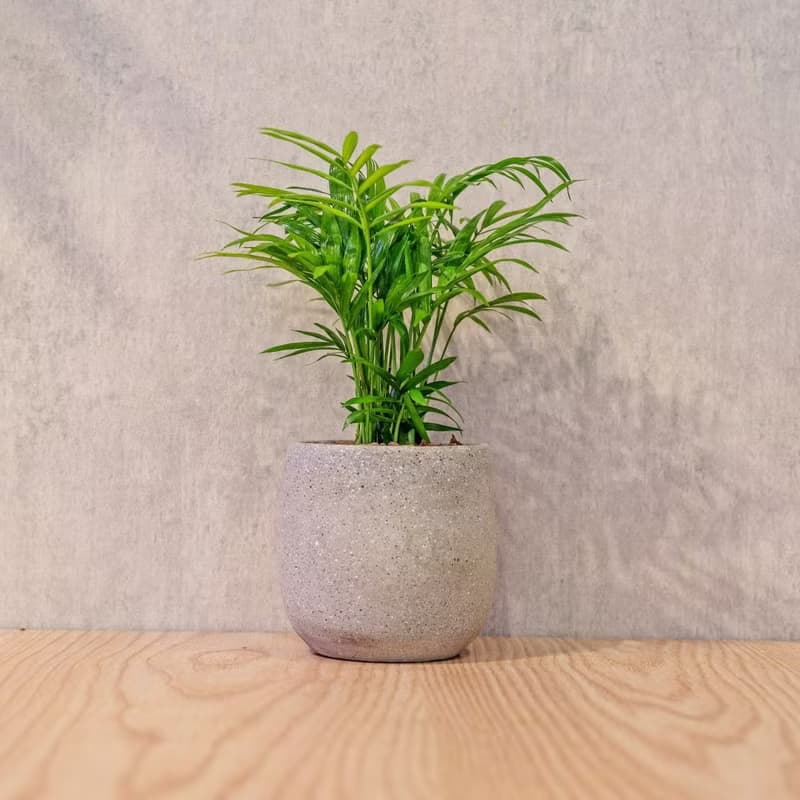 袖珍椰子 桌上型水泥盆栽 觀葉植物 禮物 盆栽 交換禮物