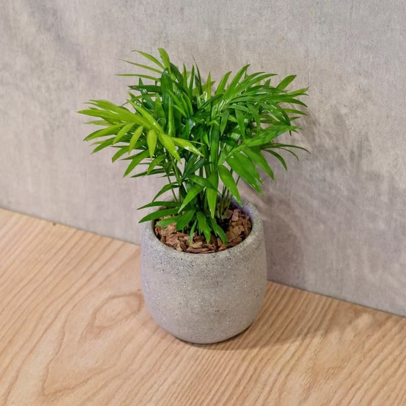 袖珍椰子 桌上型水泥盆栽 觀葉植物 禮物 盆栽 交換禮物