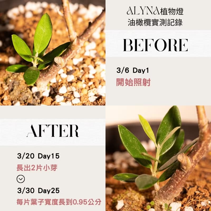 Alyna全光譜植物燈30W/植物生長燈燈架/男生禮物