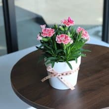 植栽 盆栽 l 康乃馨 春天繽紛花朵 室內植物 辦公室盆栽
