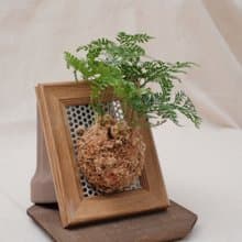 上板植物畫框