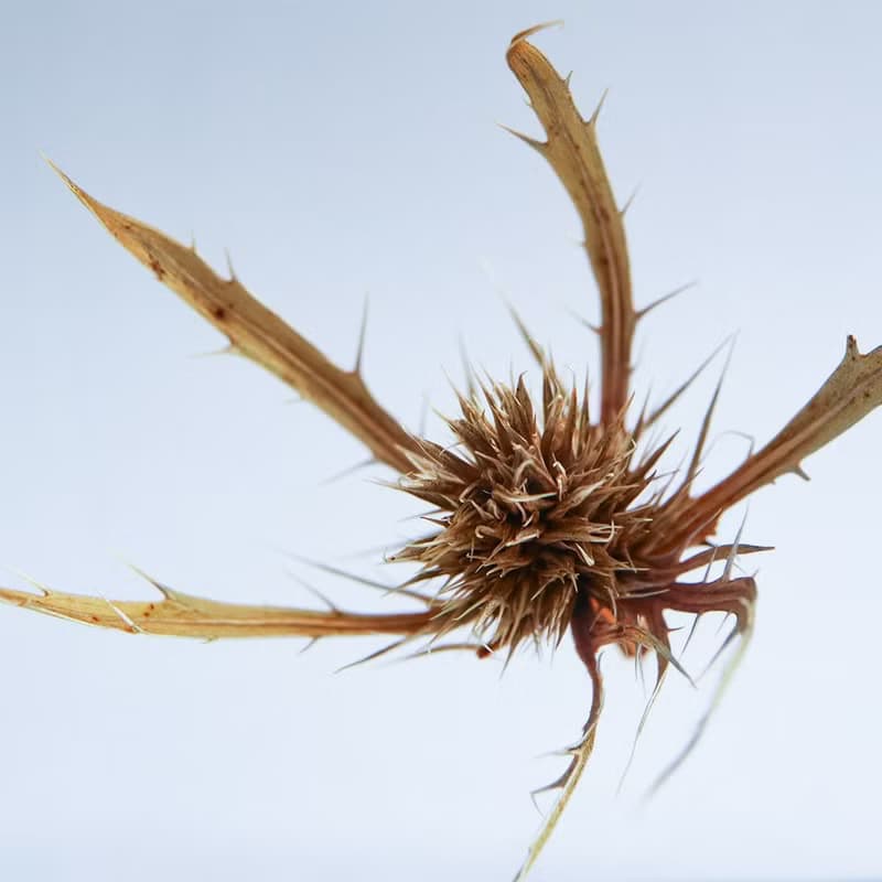 Sola cube 刺芹立方塊_驅逐災禍