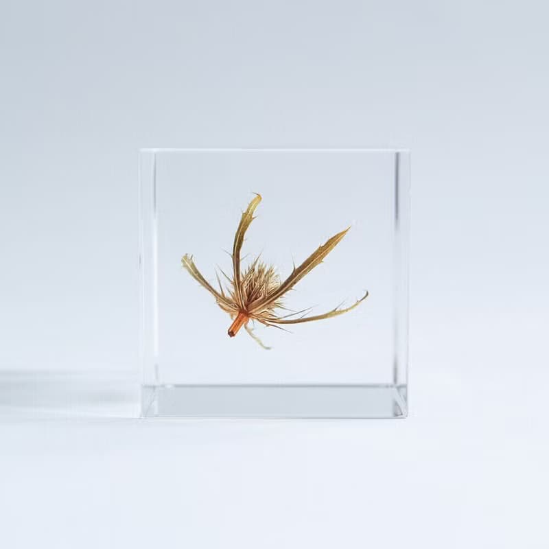 Sola cube 刺芹立方塊_驅逐災禍