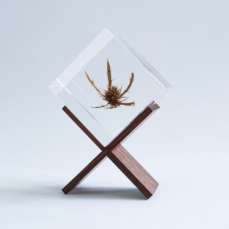 Sola cube 刺芹立方塊_驅逐災禍