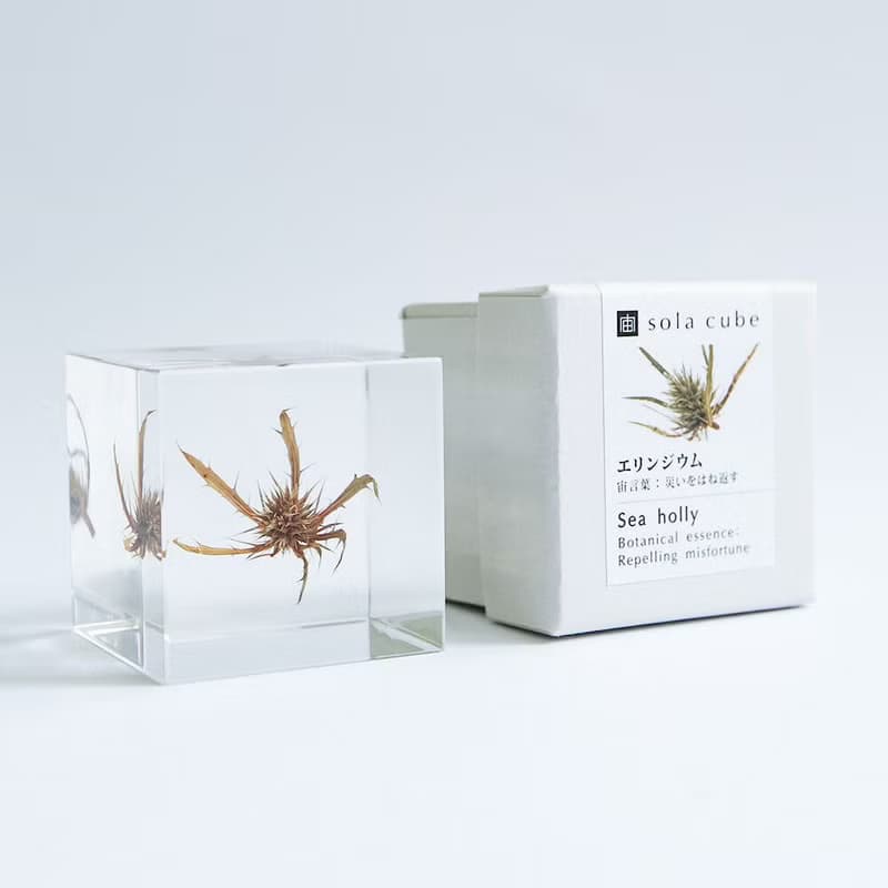 Sola cube 刺芹立方塊_驅逐災禍