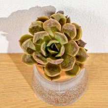 浪漫夫人 三角水耕盆栽 室內植物 多肉植物水培 辦公室小物