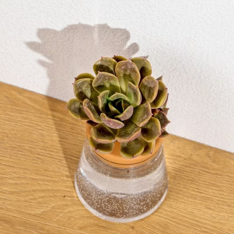 浪漫夫人 三角水耕盆栽 室內植物 多肉植物水培 辦公室小物