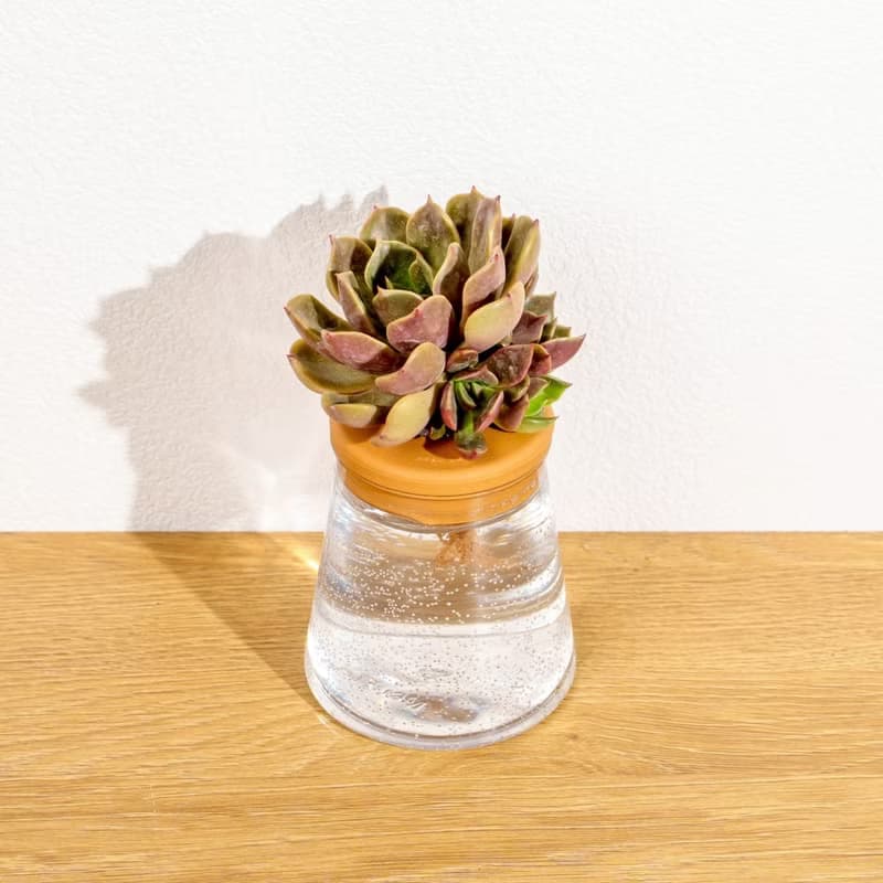 浪漫夫人 三角水耕盆栽 室內植物 多肉植物水培 辦公室小物