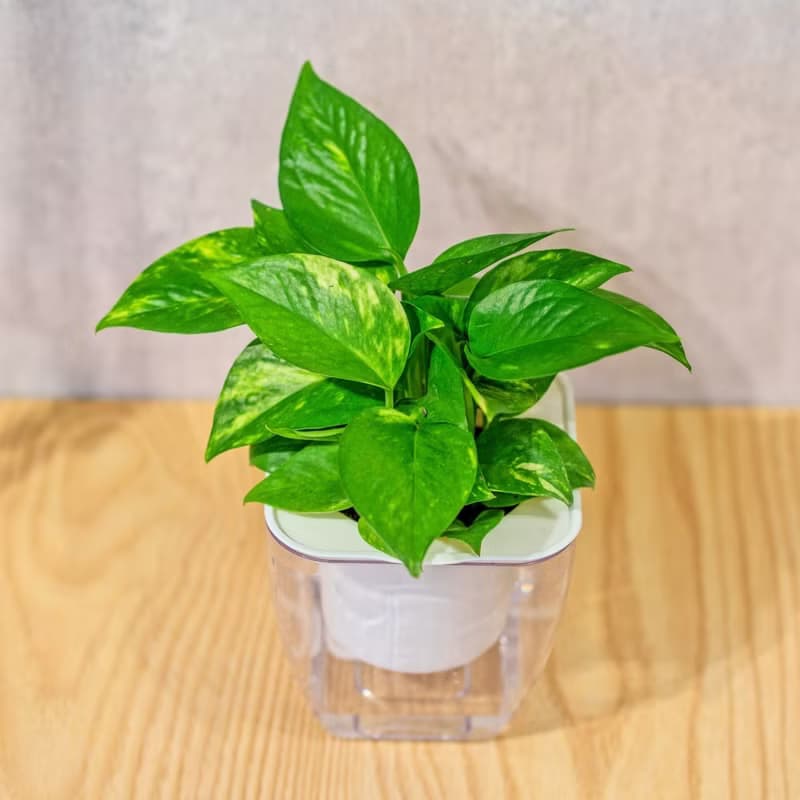 黃金葛 免澆水方形盆栽 室內植物 觀葉植物 禮物 盆栽 辦公室小物