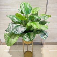 高擬真蘋果竹芋葉植栽 免運專人配送限雙北市 其餘地區需補運費