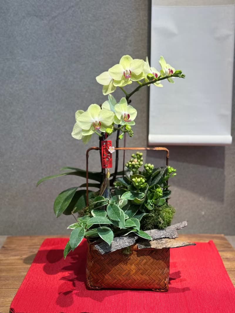 蘭花盆栽 開幕送禮 限工作室自取或台中親送
