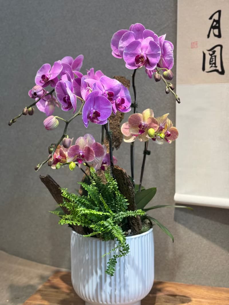 蘭花盆栽 開幕送禮 限工作室自取或台中親送