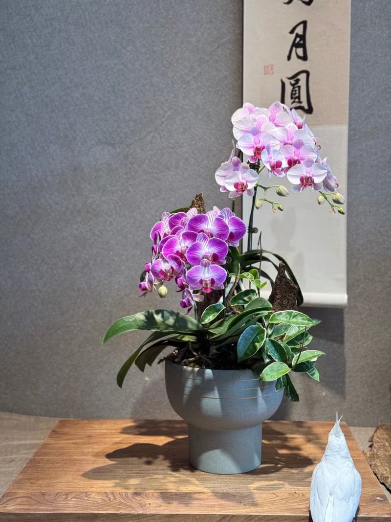 蘭花盆栽 開幕送禮 限工作室自取或台中親送