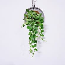 串錢藤│水泥上板植栽│室內植物│窗邊植物│觀葉植物