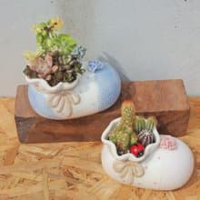 【荳荳多肉】【可愛造型鞋組合(大)】喬遷│送禮│升遷│多肉植物