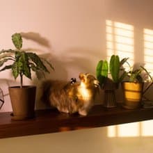 【KAHU守護者・娃娃系列】寵物娃娃訂製/情人節禮物/聖誕禮物