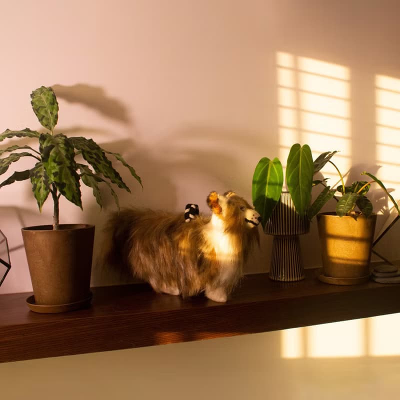 【KAHU守護者・娃娃系列】寵物娃娃訂製/情人節禮物/聖誕禮物