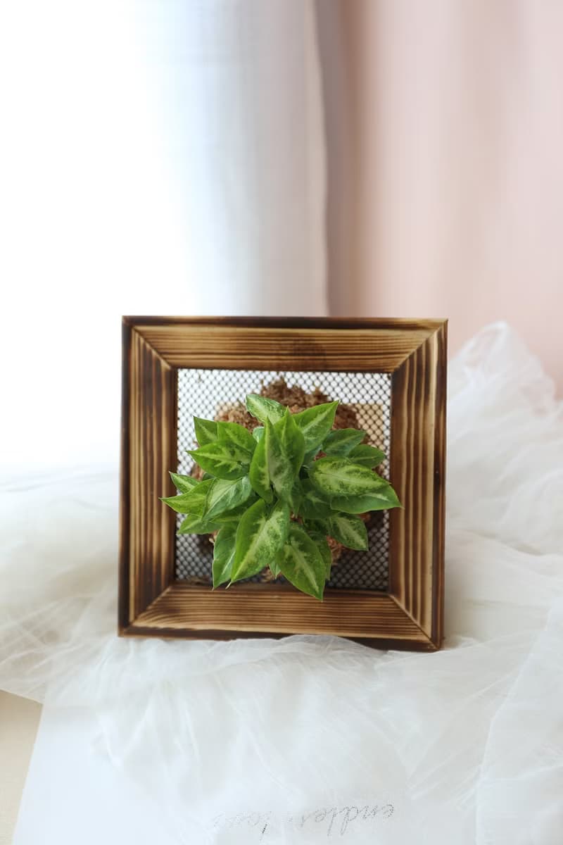 板植專區 / 上板植物 壁掛植栽 山蘇 常春藤 虎尾蘭 合果芋