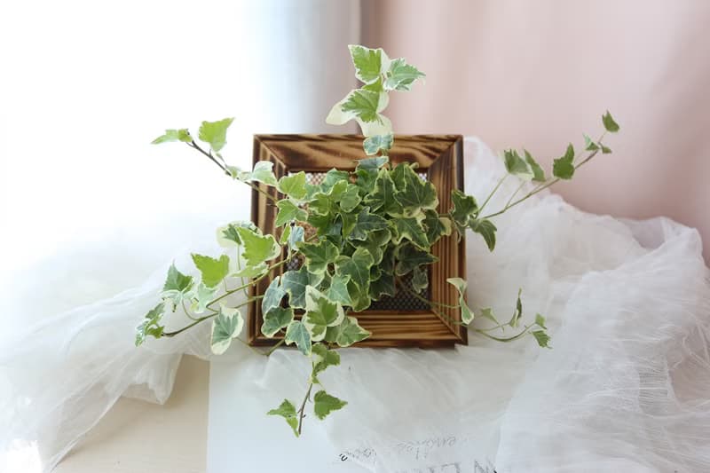 板植專區 / 上板植物 壁掛植栽 山蘇 常春藤 虎尾蘭 合果芋