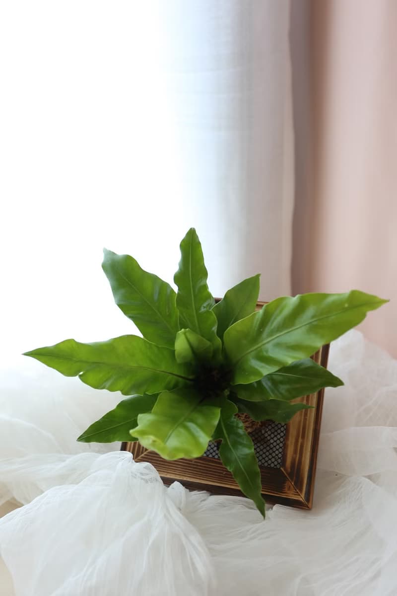 板植專區 / 上板植物 壁掛植栽 山蘇 常春藤 虎尾蘭 合果芋