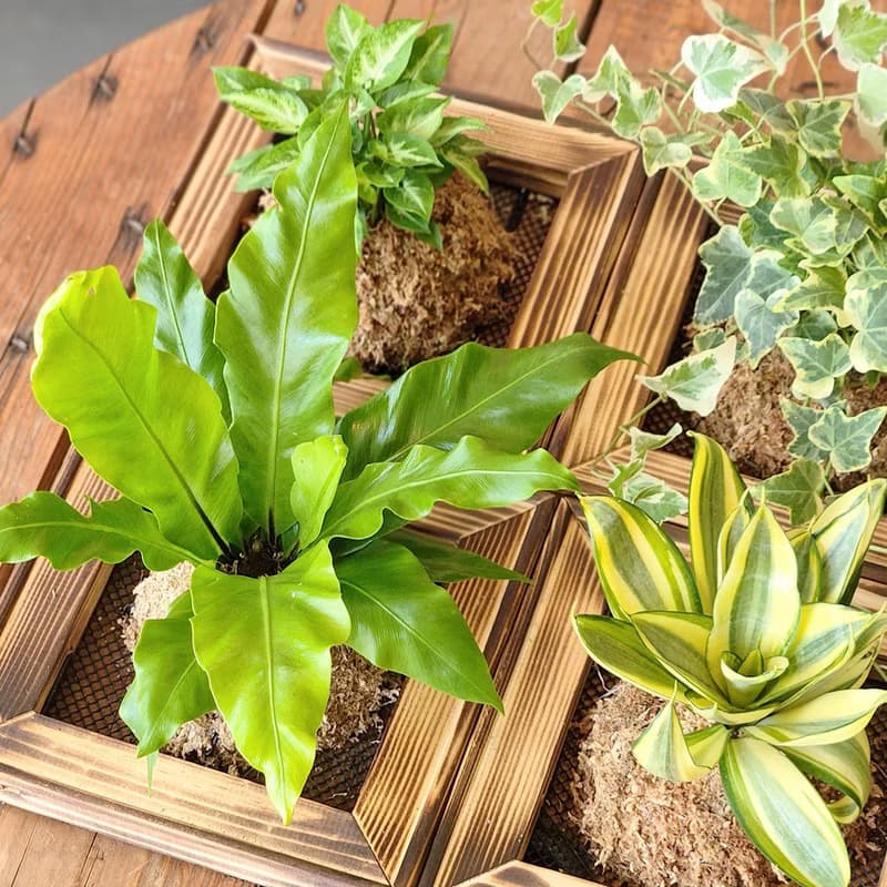 板植專區 / 上板植物 壁掛植栽 山蘇 常春藤 虎尾蘭 合果芋