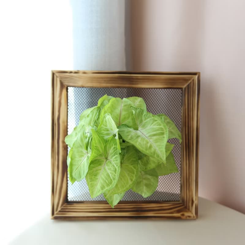 板植專區 / 上板植物 壁掛植栽 山蘇 常春藤 虎尾蘭 合果芋