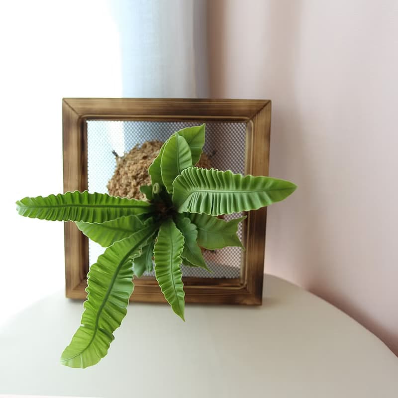 板植專區 / 上板植物 壁掛植栽 山蘇 常春藤 虎尾蘭 合果芋