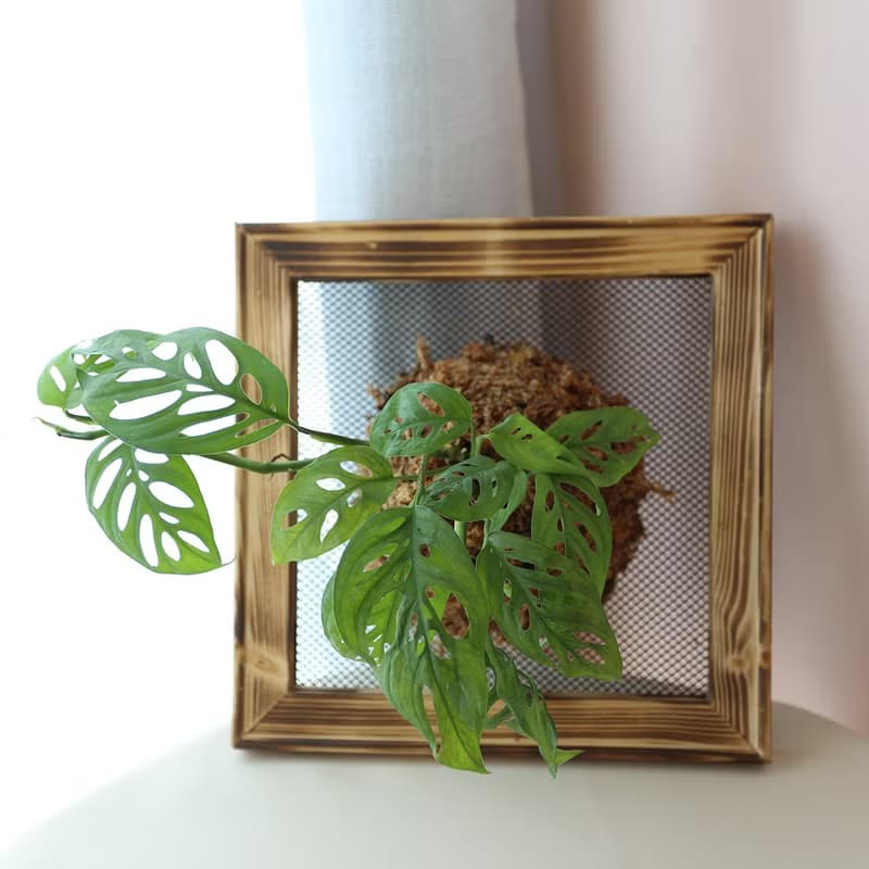 板植專區 / 上板植物 壁掛植栽 山蘇 常春藤 虎尾蘭 合果芋