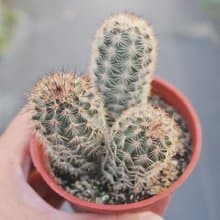 【荳荳多肉】【折墨】喬遷│送禮│升遷│多肉植物