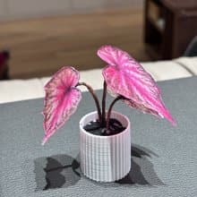 微縮綠植擺件-秋海棠