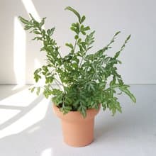 植栽 盆栽 l 銀脈鳳尾蕨 冰淇淋杯陶盆 蕨類植物  室內室外好照顧